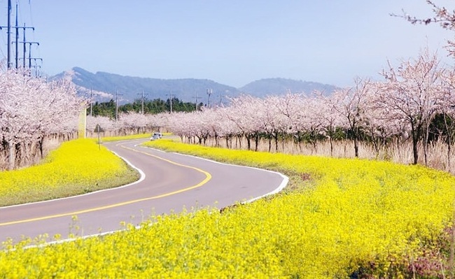 JEJU MÙA HÈ CÓ GÌ HOT - LIST 10 ĐIỂM CHECK-IN CỰC CHILL ĐI LÀ CÓ ẢNH ĐẸP